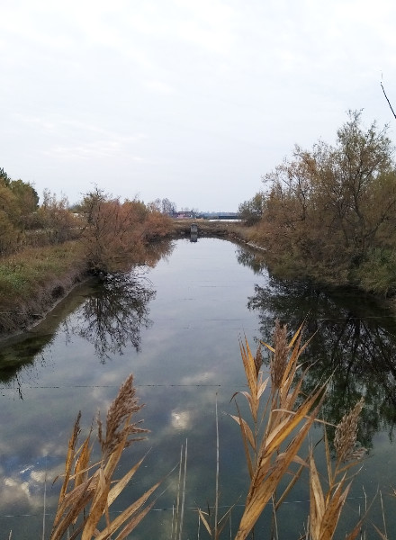 cavallino inverno