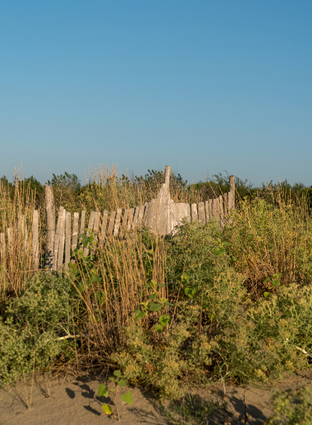 Ca Savio Spiaggia-dune e