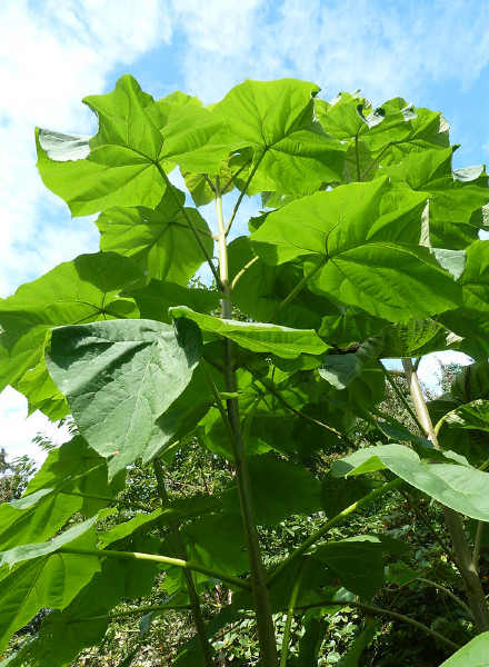 paulownia_ev