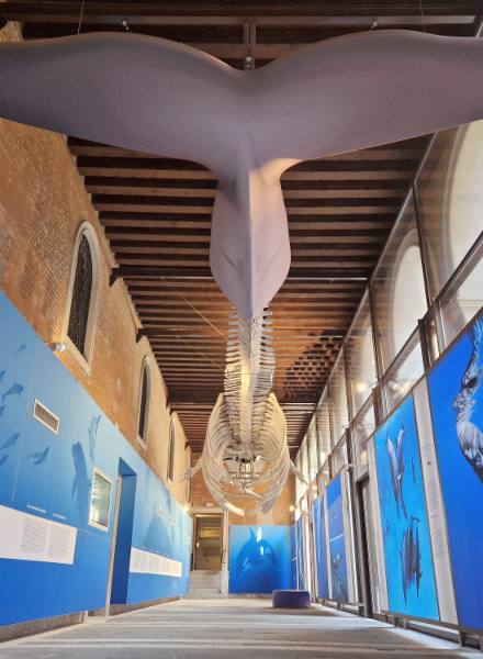 Galleria-dei-Cetacei_Museo SN-Venezia